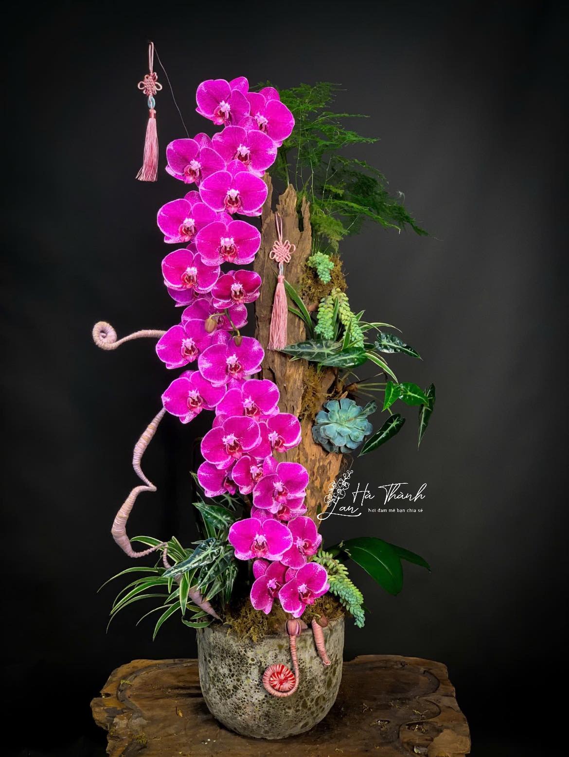 Mẫu Đơn Đỏ